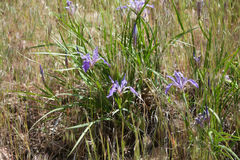 Iris hartwegii australis