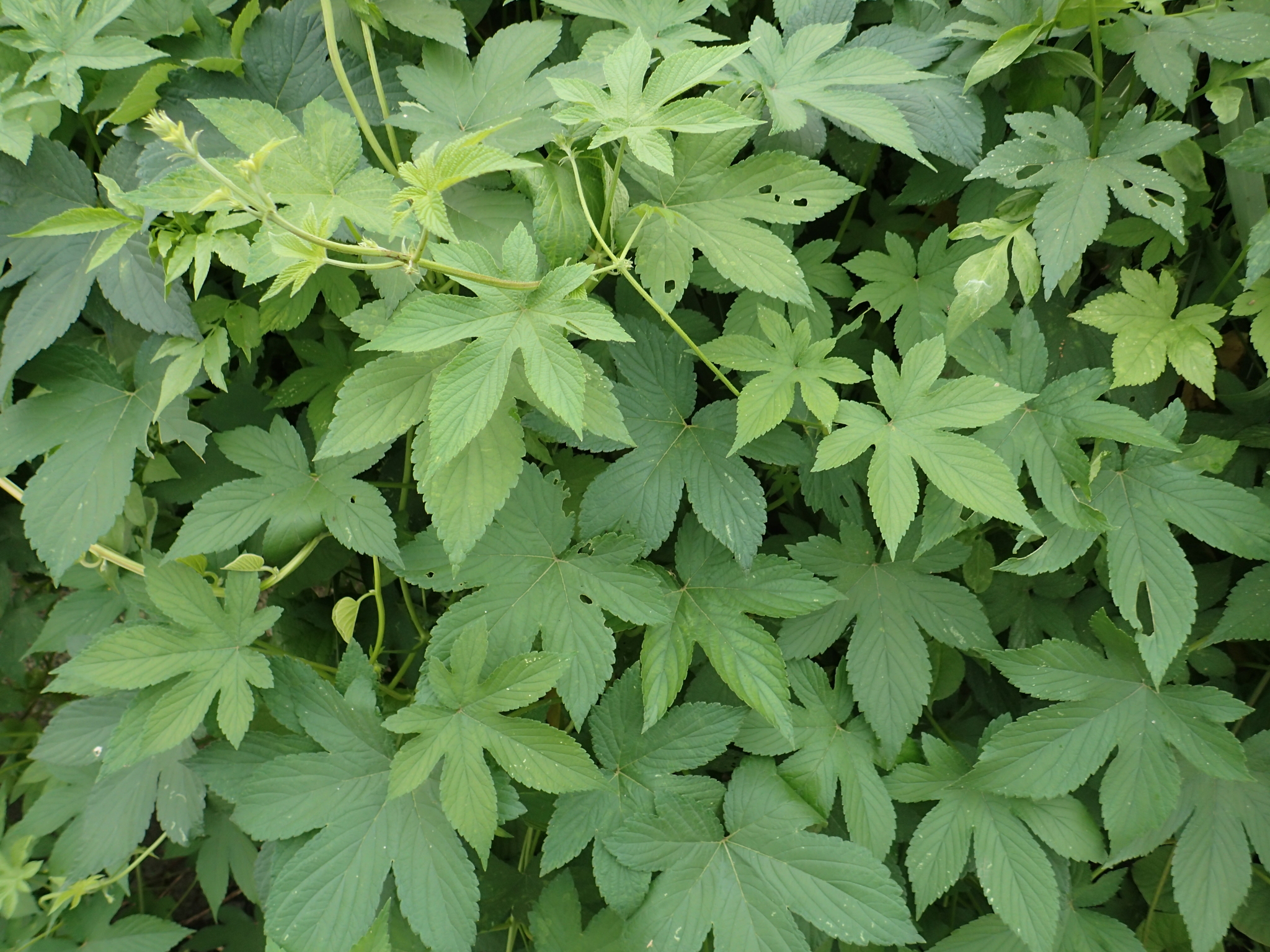 Humulus japonicus