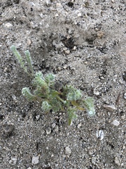 Cryptantha barbigera