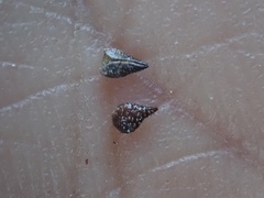 Cryptantha barbigera