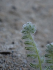 Cryptantha barbigera