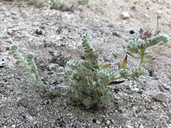 Cryptantha barbigera