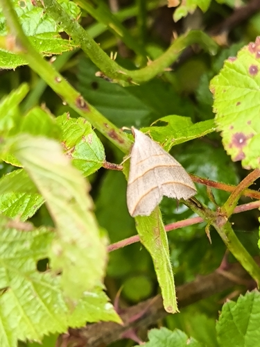 Colobochyla salicalis
