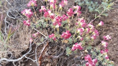 Eriogonum thymoides