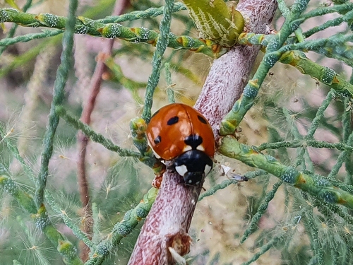 iNaturalist observation photo of Seven-spotted Lady Beetle