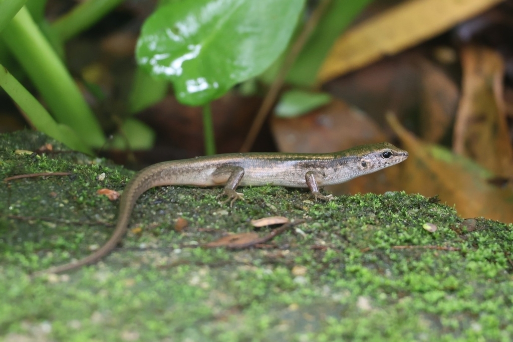 Indian Forest Skink from Shenzhen, CN-GD, CN on May 26, 2024 at 12:28 ...