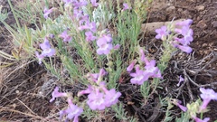Penstemon gairdneri