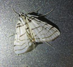 Conchylodes concinnalis