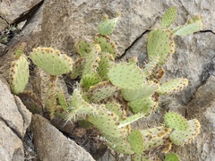 Opuntia arizonica