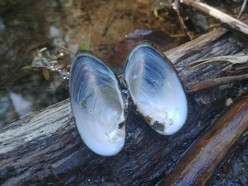 Alasmidonta undulata
