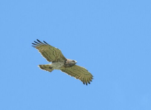 Culebrera europea (Circaetus gallicus)