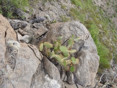 Opuntia arizonica