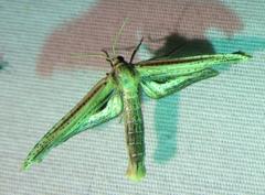 Meskea dyspteraria