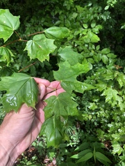 Acer leucoderme