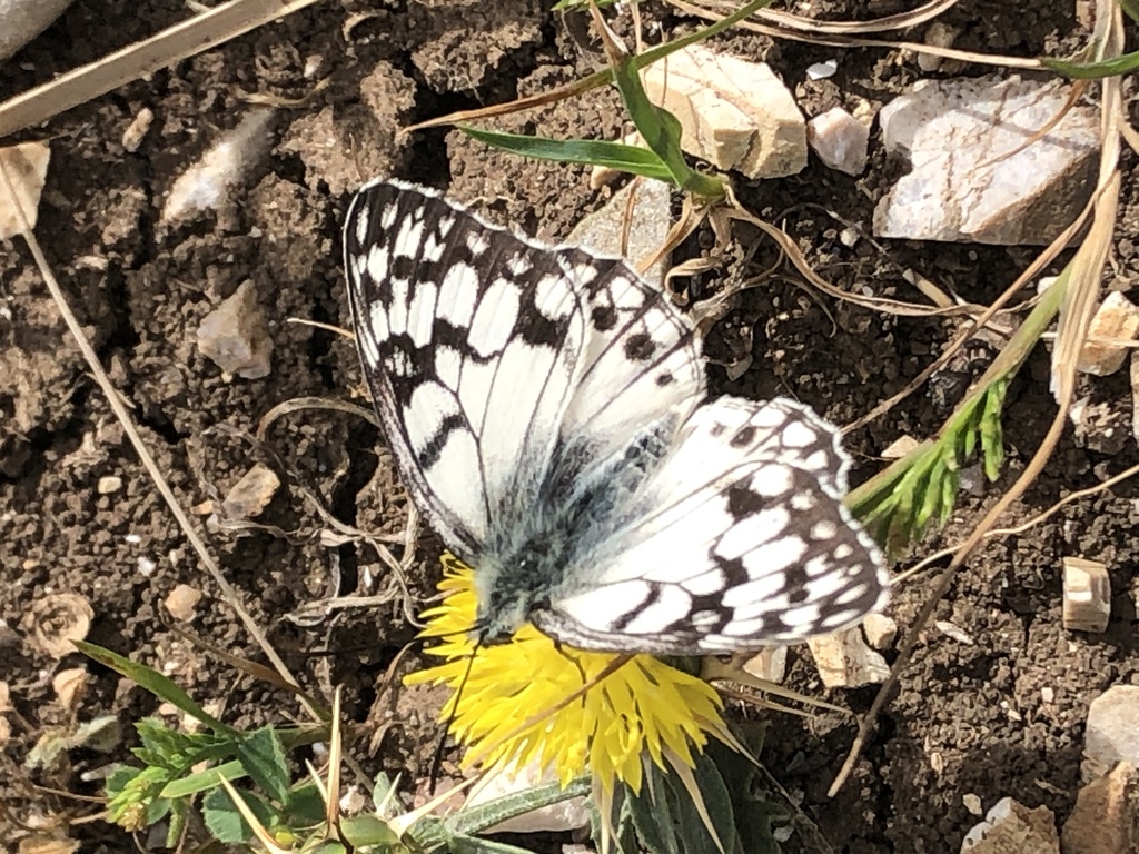 Sicilian Marbled White