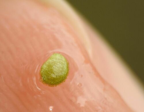 Image of Wolffia arrhiza by (c) Yves Bas, some rights reserved (CC BY)