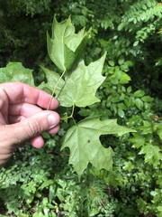 Acer leucoderme