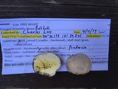 Lycoperdon subumbrinum