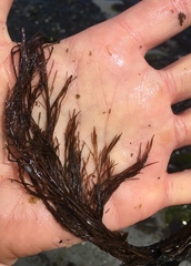 Desmarestia aculeata