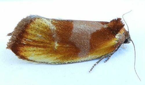 Ferruginous Eulia Moth photo 5