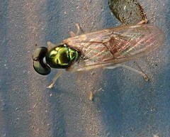 Cephalochrysa canadensis