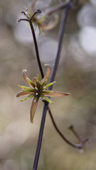 Clematis quadribracteolata