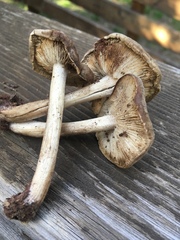 Melanoleuca angelesiana