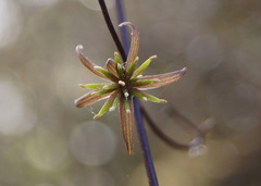 Clematis quadribracteolata
