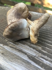 Melanoleuca angelesiana