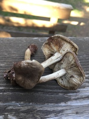 Melanoleuca angelesiana