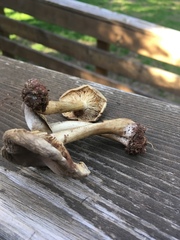 Melanoleuca angelesiana