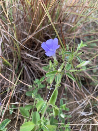 Barleria obtusa