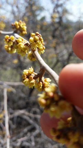 Rhus aromatica