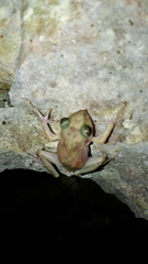 Craugastor yucatanensis