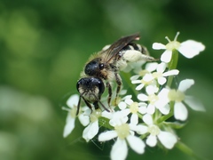 Andrena proxima
