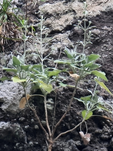 Image of Sideritis candicans by (c) Vítor Jorge, some rights reserved (CC BY)