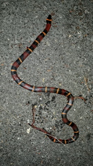 Lampropeltis abnorma