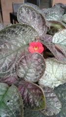Episcia cupreata