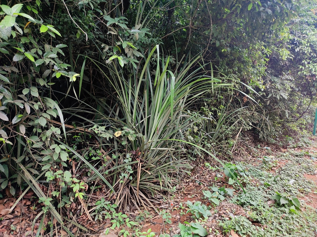 Benstonea foetida