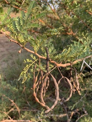 Vachellia natalitia, photograph (c) Dave Richardson, some rights reserved (CC BY)