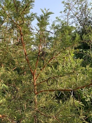 Vachellia natalitia, photograph (c) Dave Richardson, some rights reserved (CC BY)