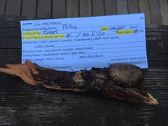 Pluteus brunneidiscus