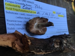 Pluteus brunneidiscus