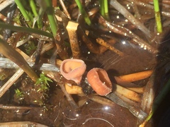 Sclerotinia