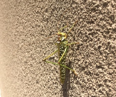 Capnobotes arizonensis