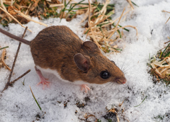 North American Deermouse photo 2