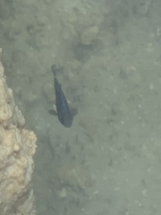 Cyprinodon pecosensis