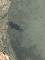 Cyprinodon pecosensis