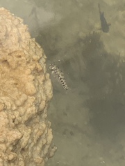 Cyprinodon pecosensis