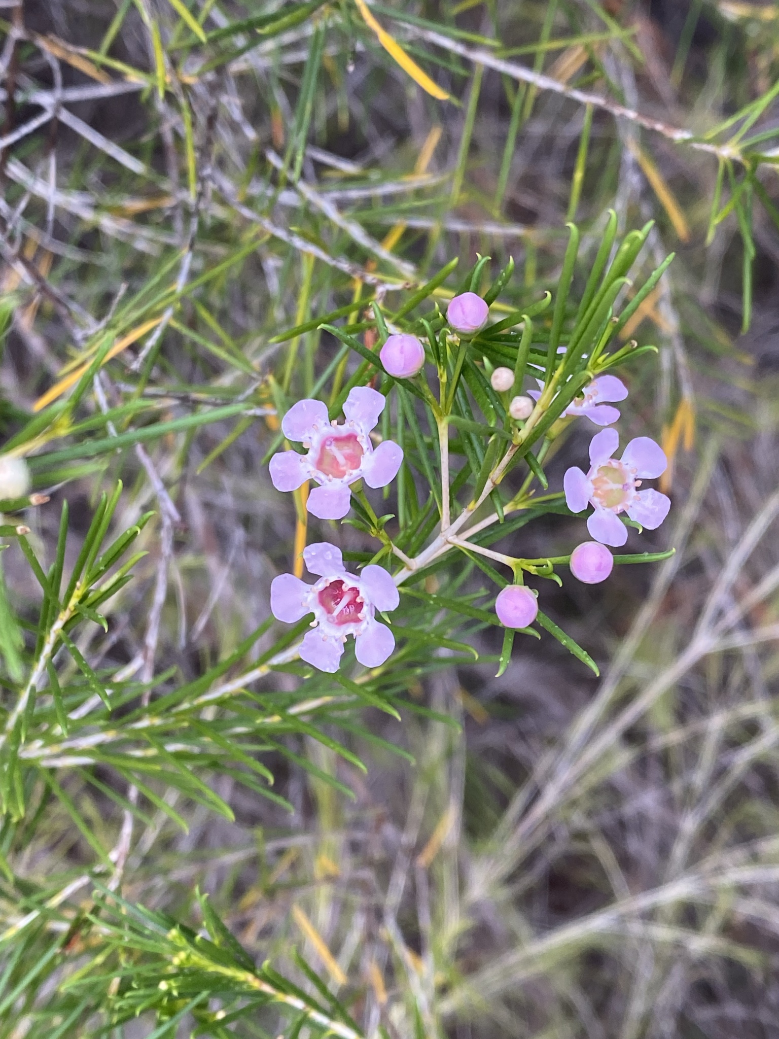 Imagem de Flor-de-cera